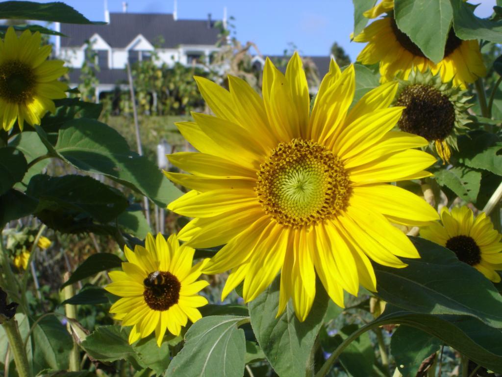 Country Homestead At Black Sheep Farm Waipu Exterior foto