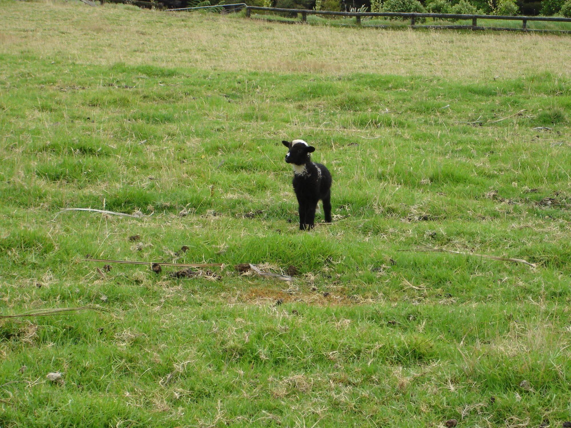 Country Homestead At Black Sheep Farm Waipu Exterior foto